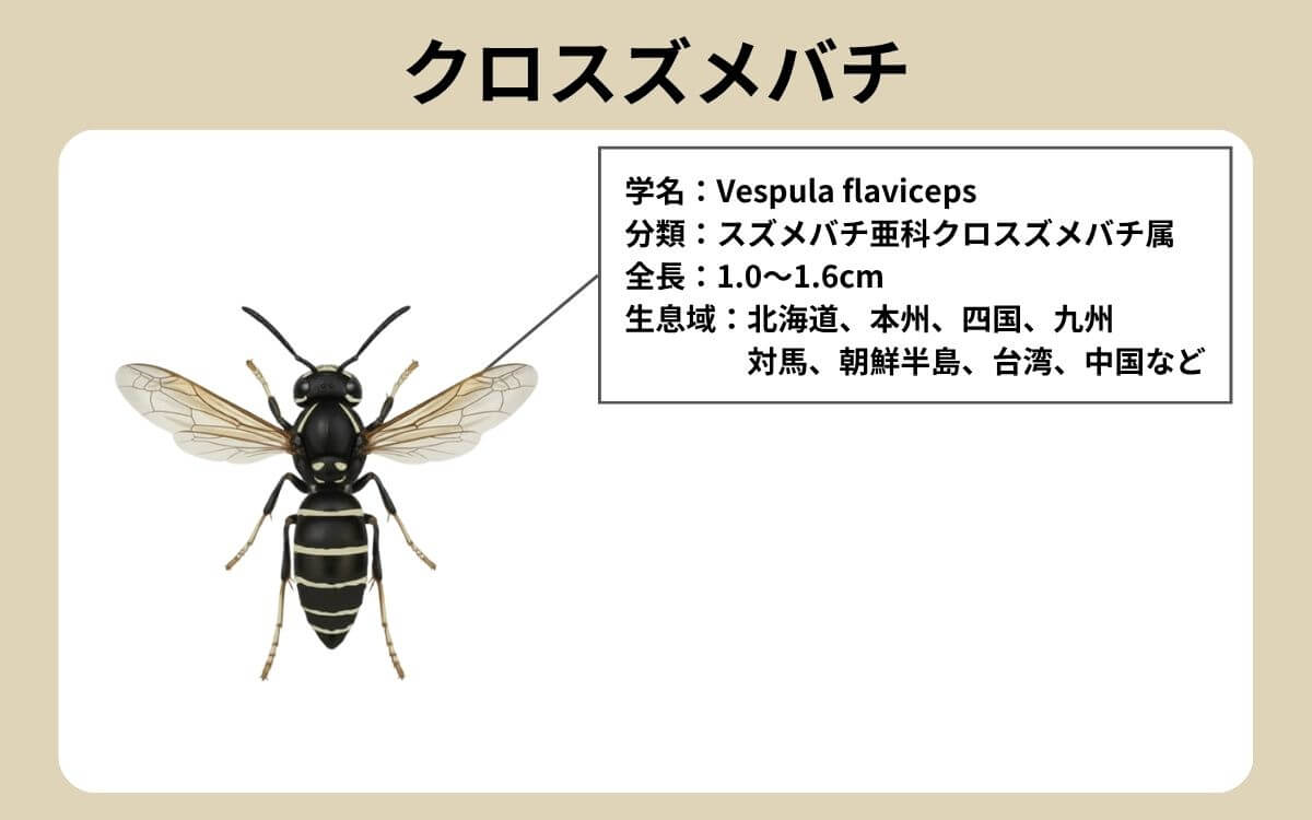 クロスズメバチ 1