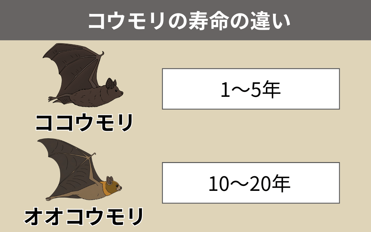 コウモリの寿命の違い