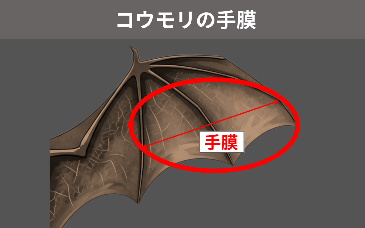 コウモリの手膜