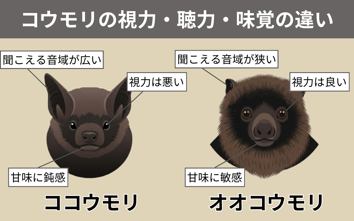 コウモリの視力・聴力・味覚の違い