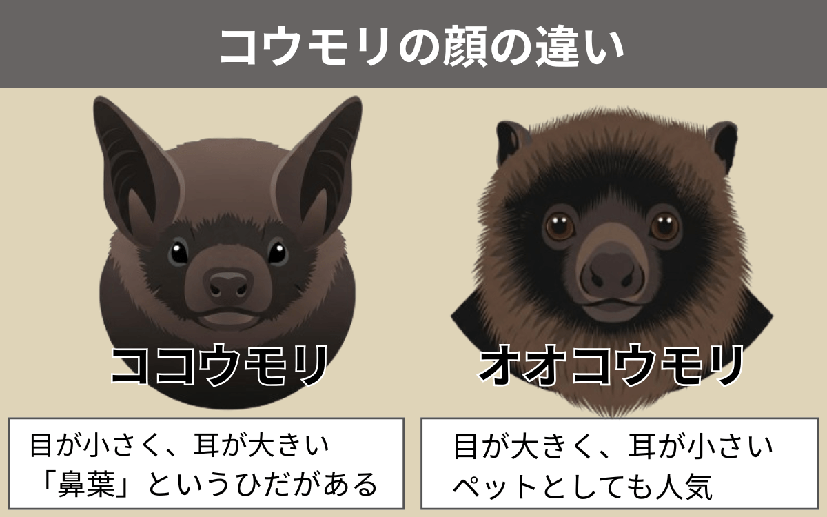 コウモリの顔の違い