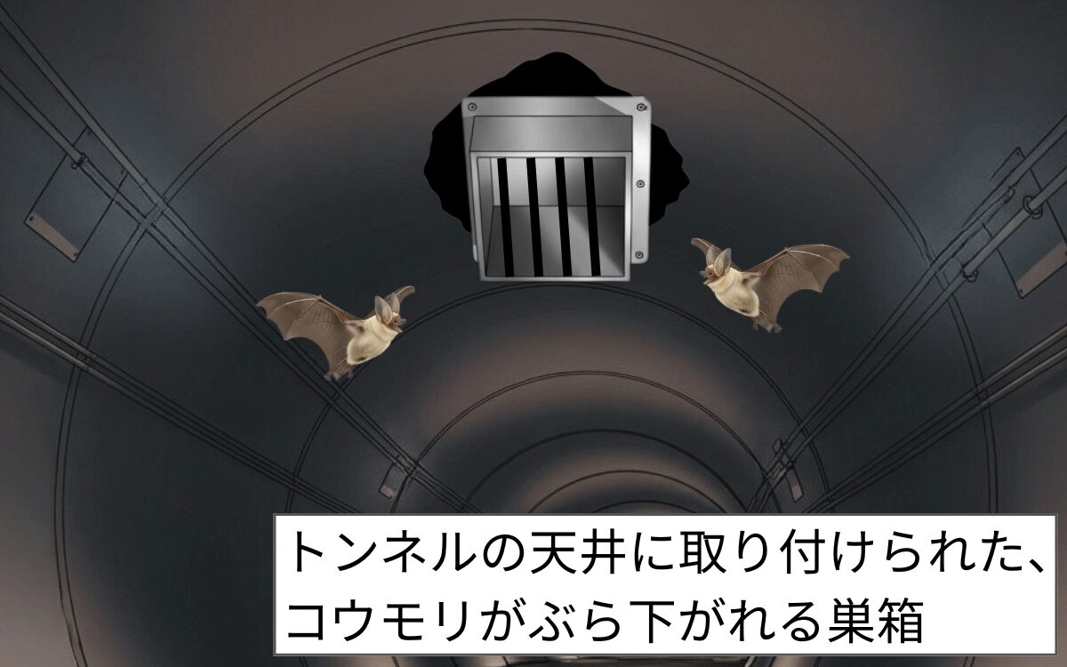 コウモリピットの設置