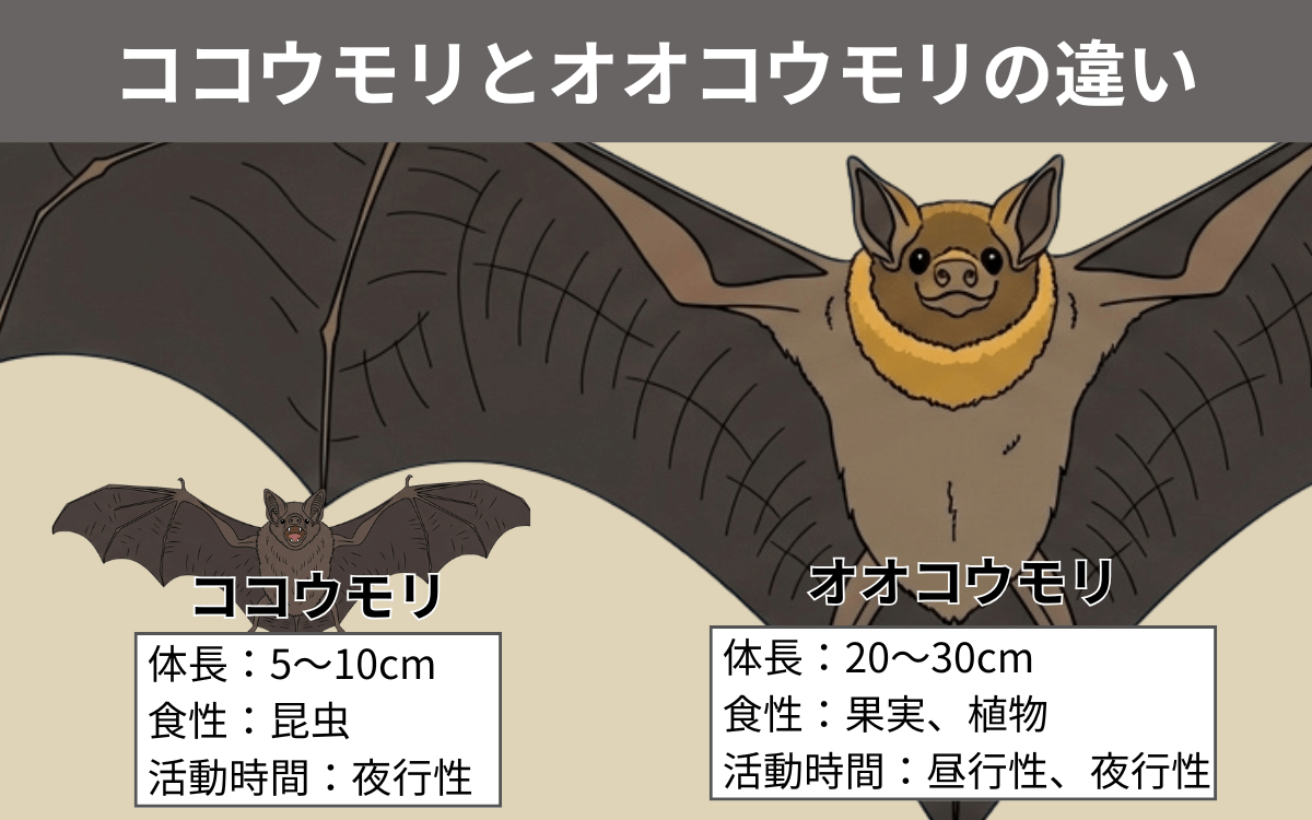 ココウモリとオオコウモリの違い