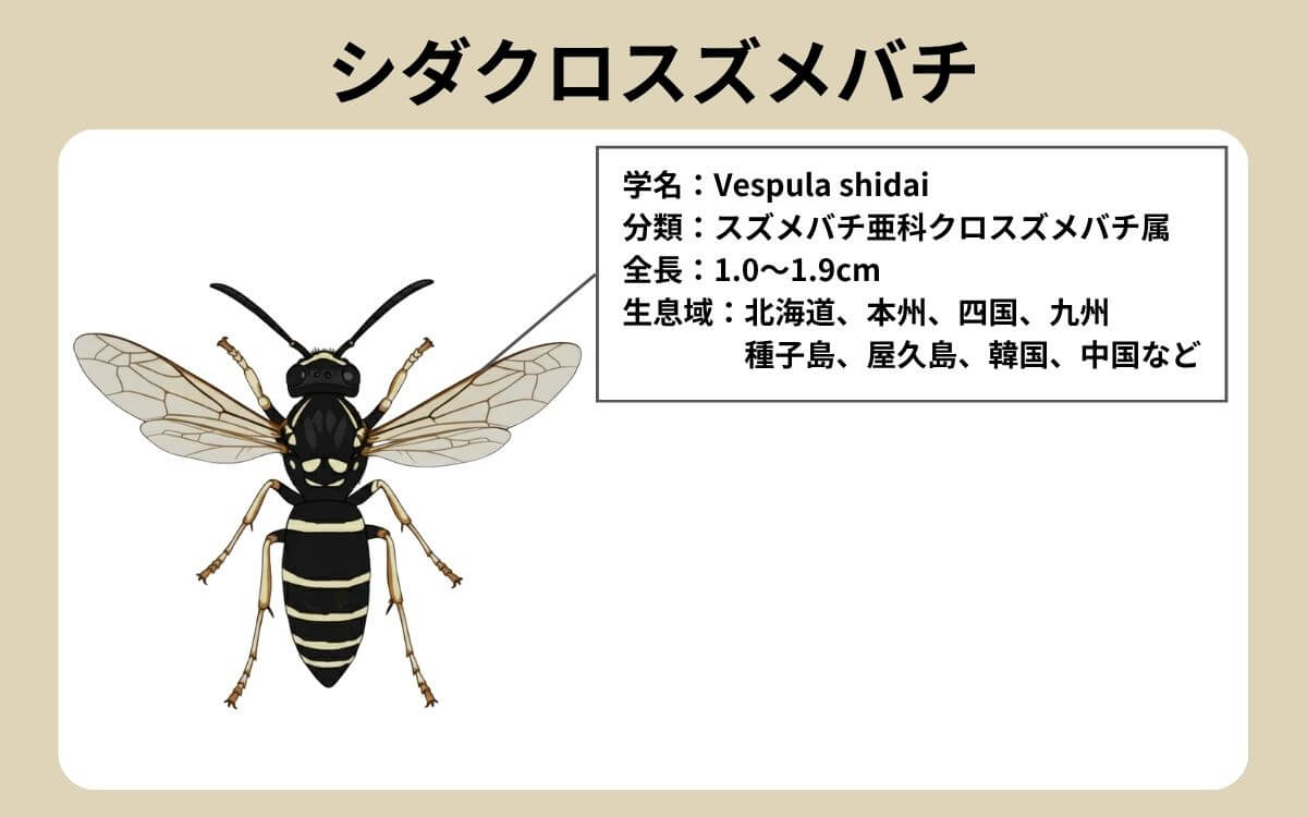 シダクロスズメバチってどんなハチ？