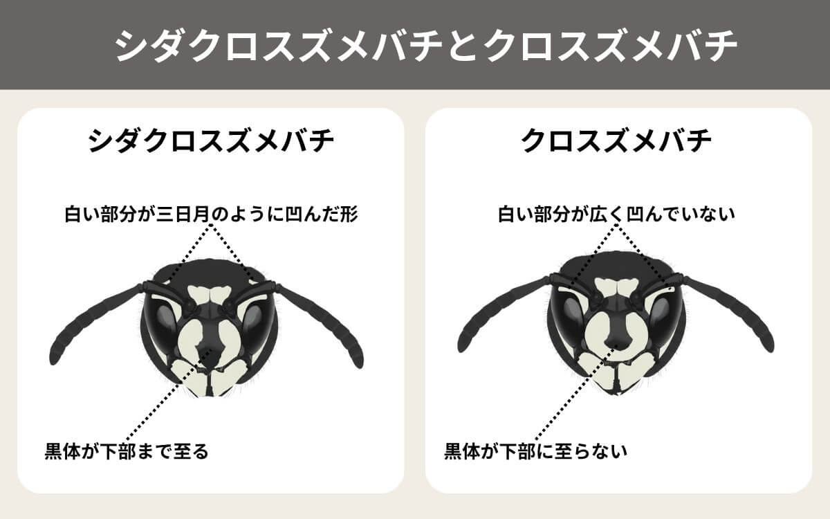 シダクロスズメバチとクロスズメバチの見分け方