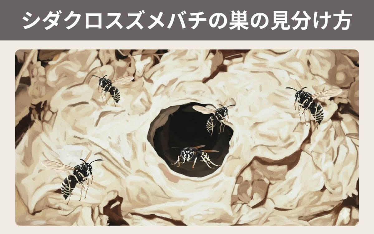 シダクロスズメバチの巣の見分け方