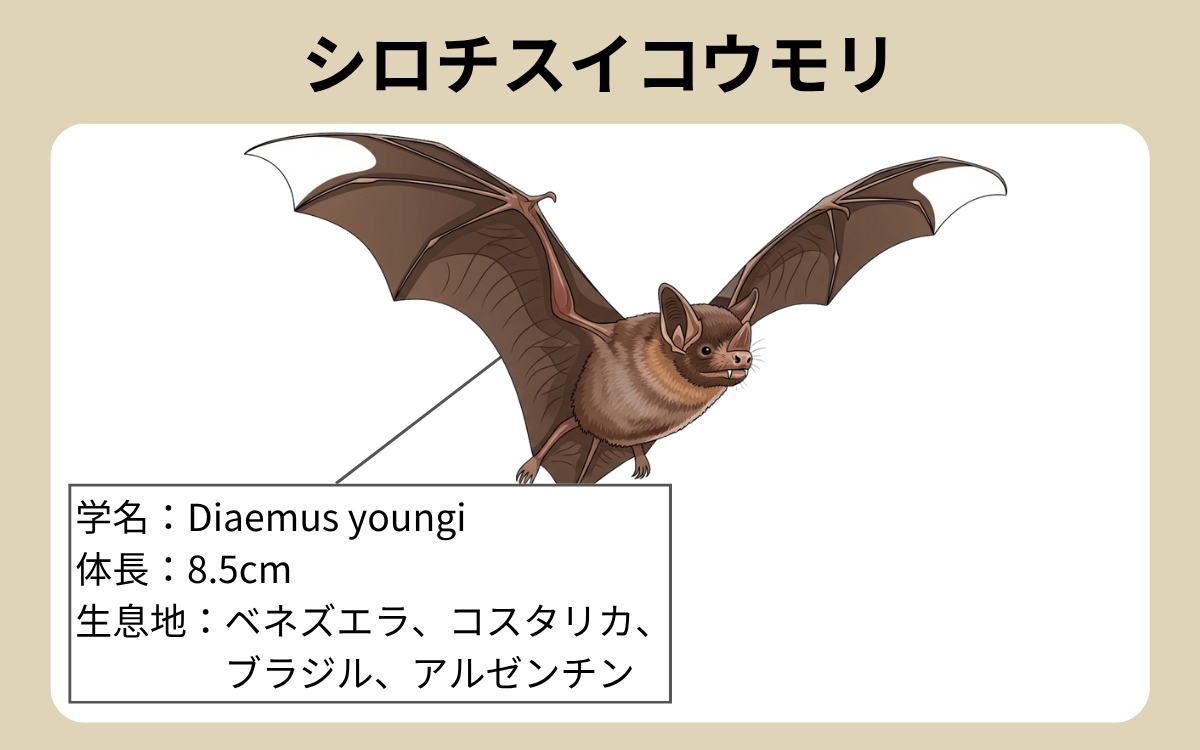 シロチスイコウモリ