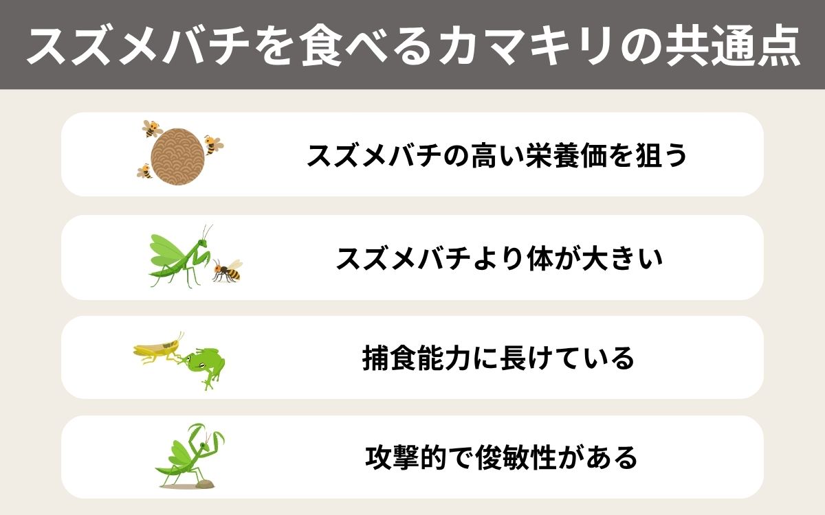 スズメバチを食べるカマキリの共通点とは