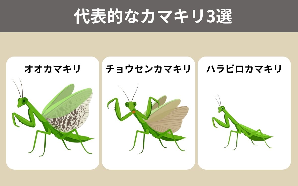 スズメバチを食べる代表的なカマキリ3選
