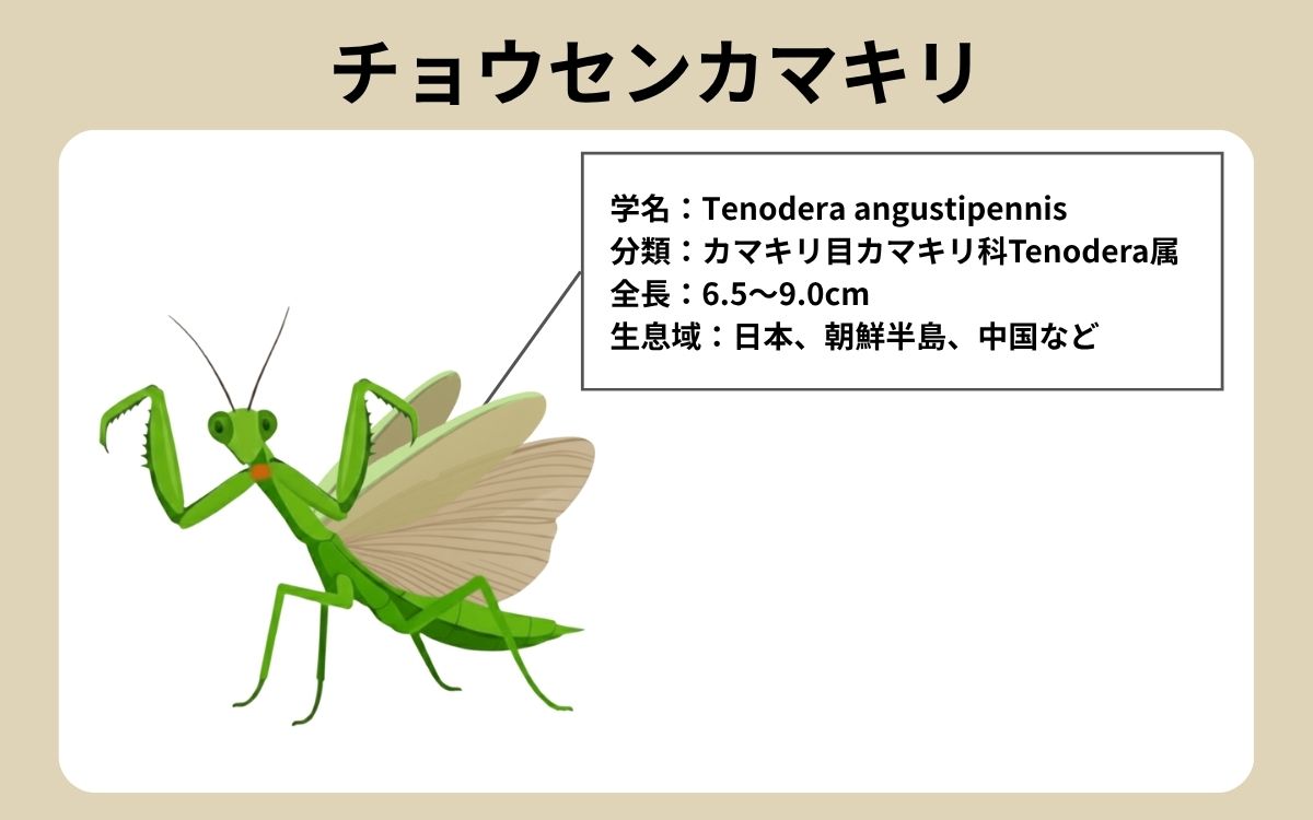 チョウセンカマキリ