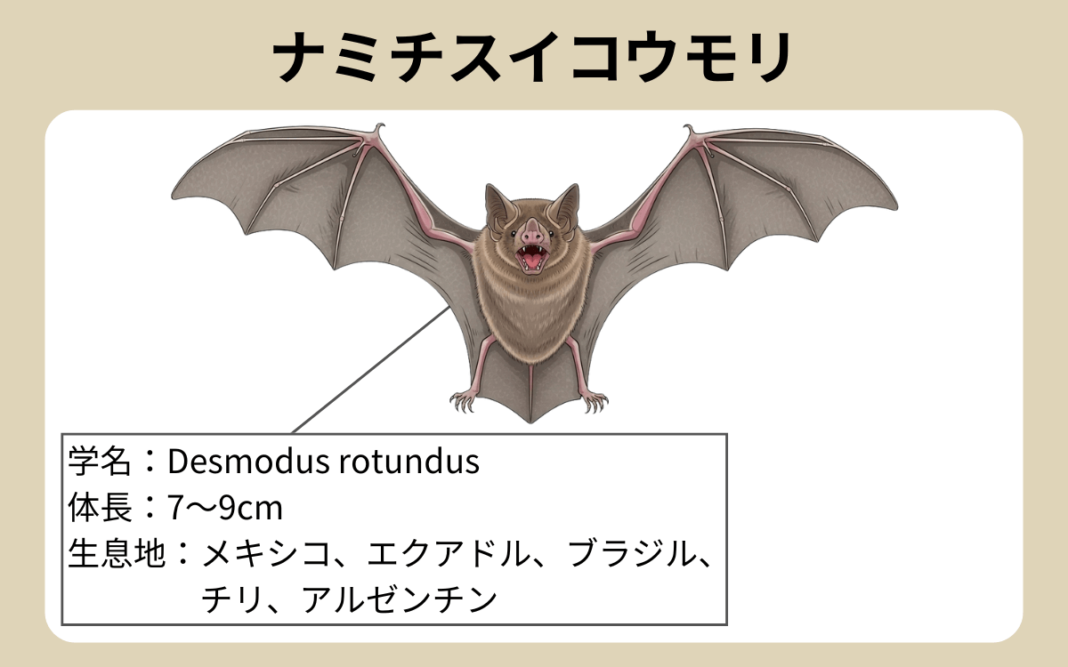 ナミチスイコウモリ