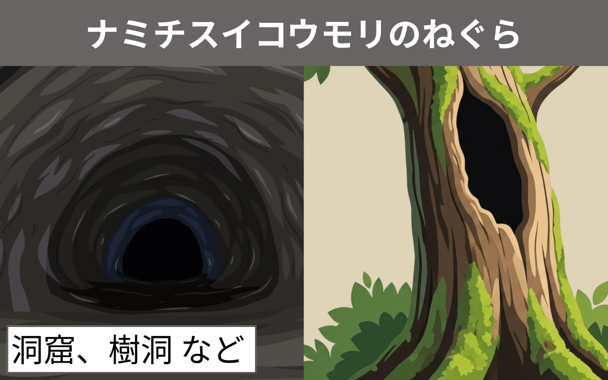 ナミチスイコウモリのねぐら