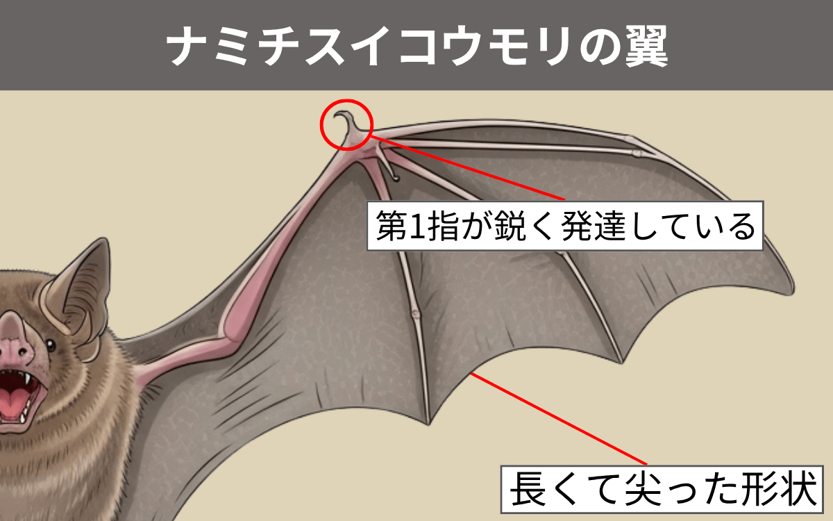 ナミチスイコウモリの翼