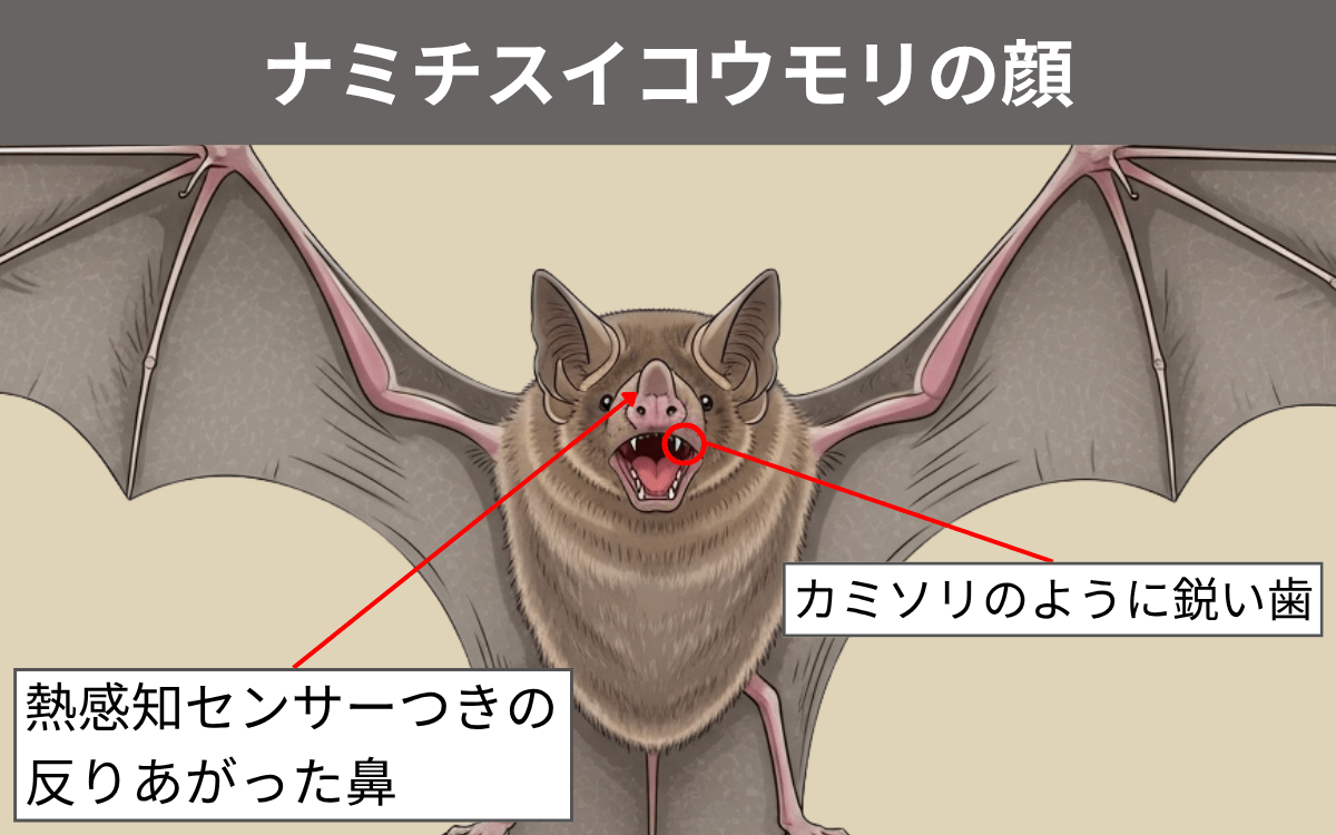 ナミチスイコウモリの顔