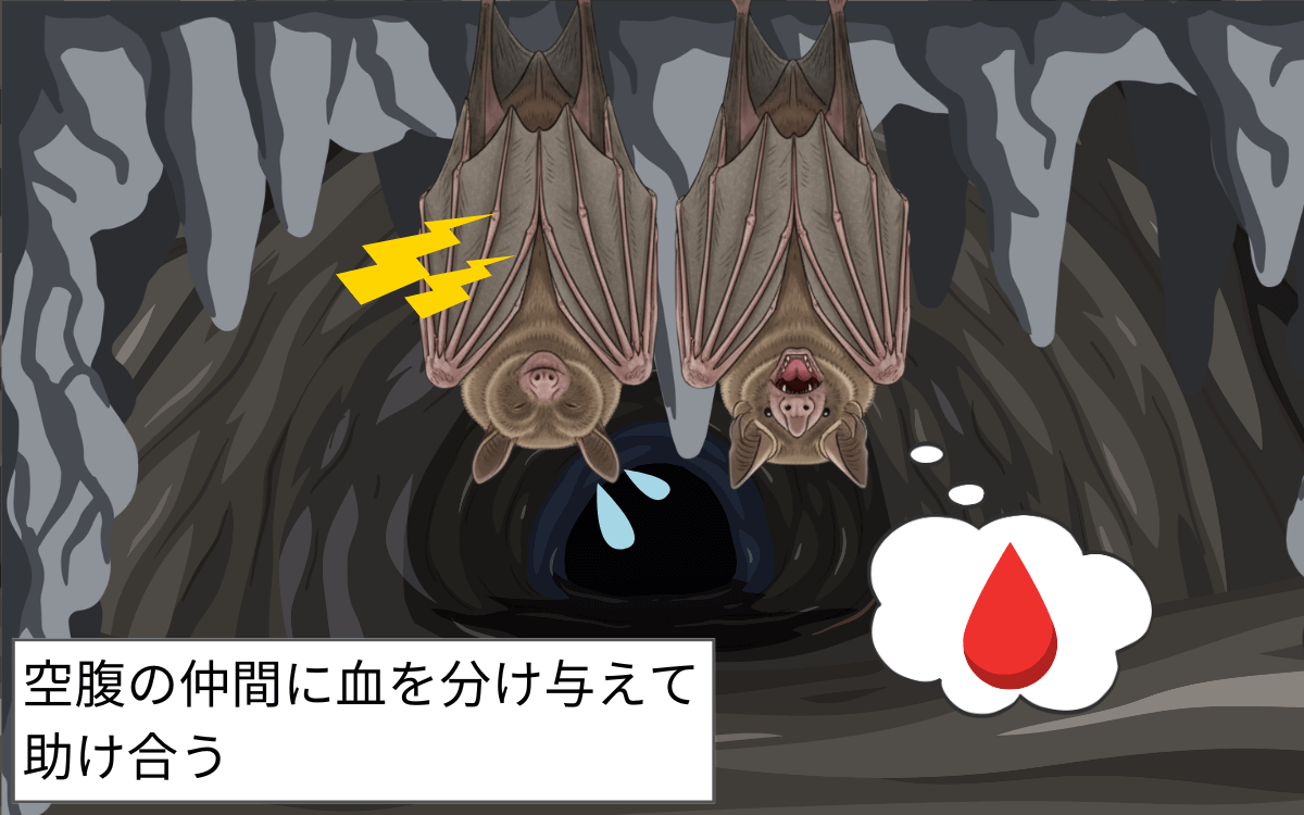 ナミチスイコウモリの驚くべき社会性