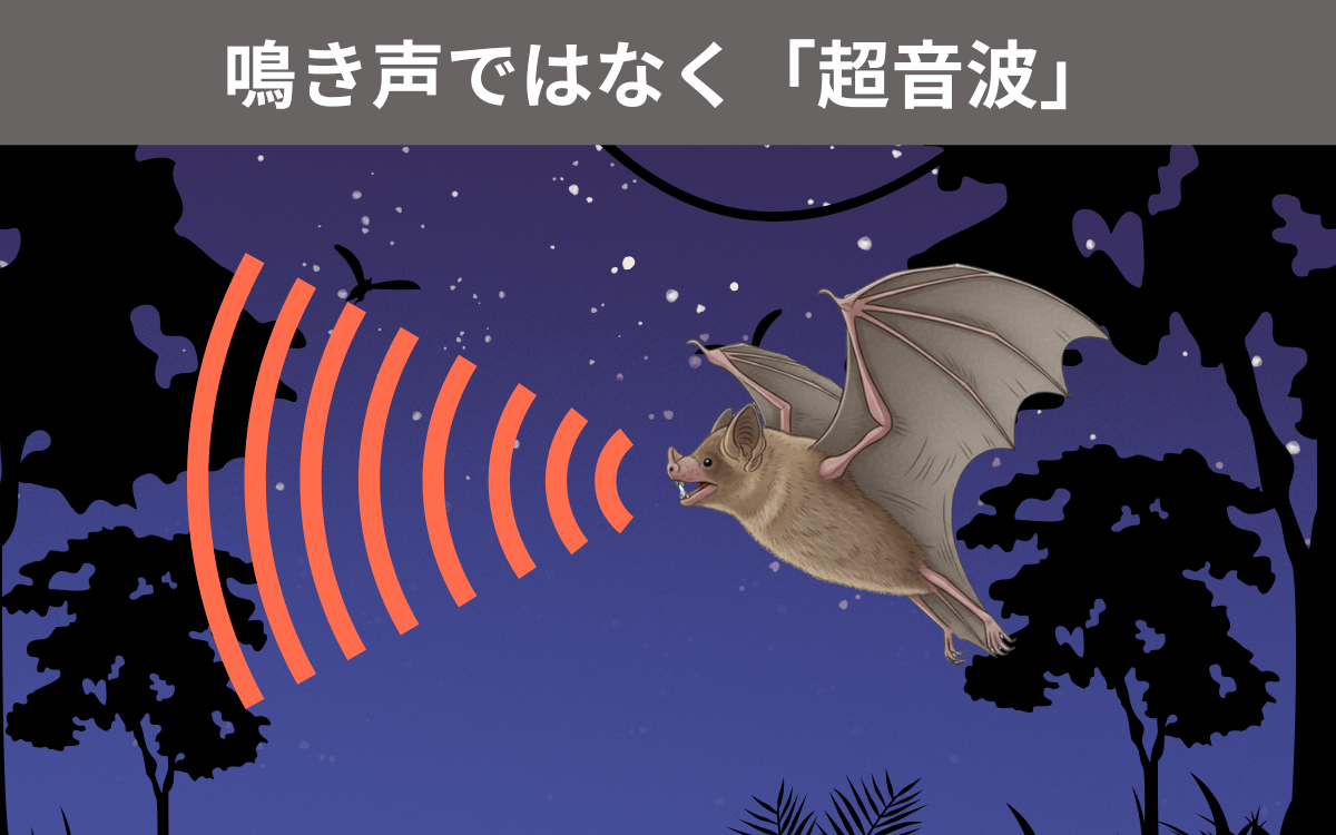 ナミチスイコウモリの鳴き声