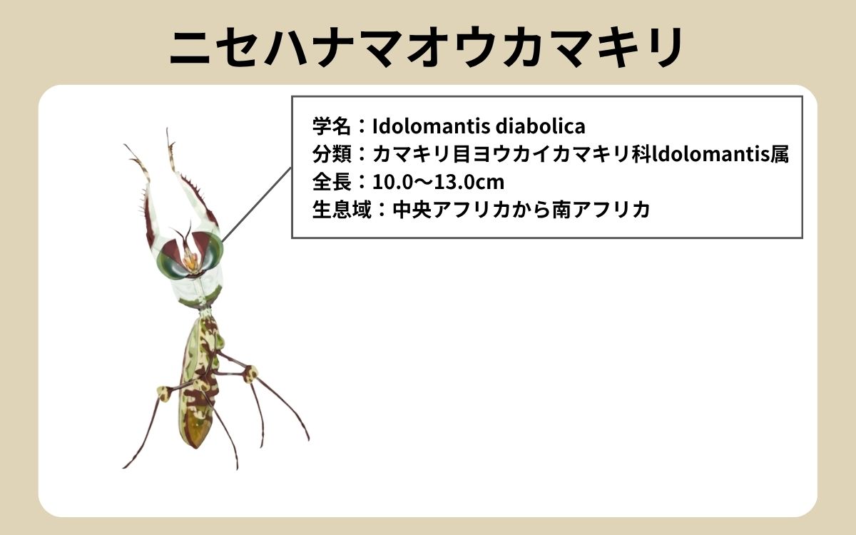ニセハナマオウカマキリ