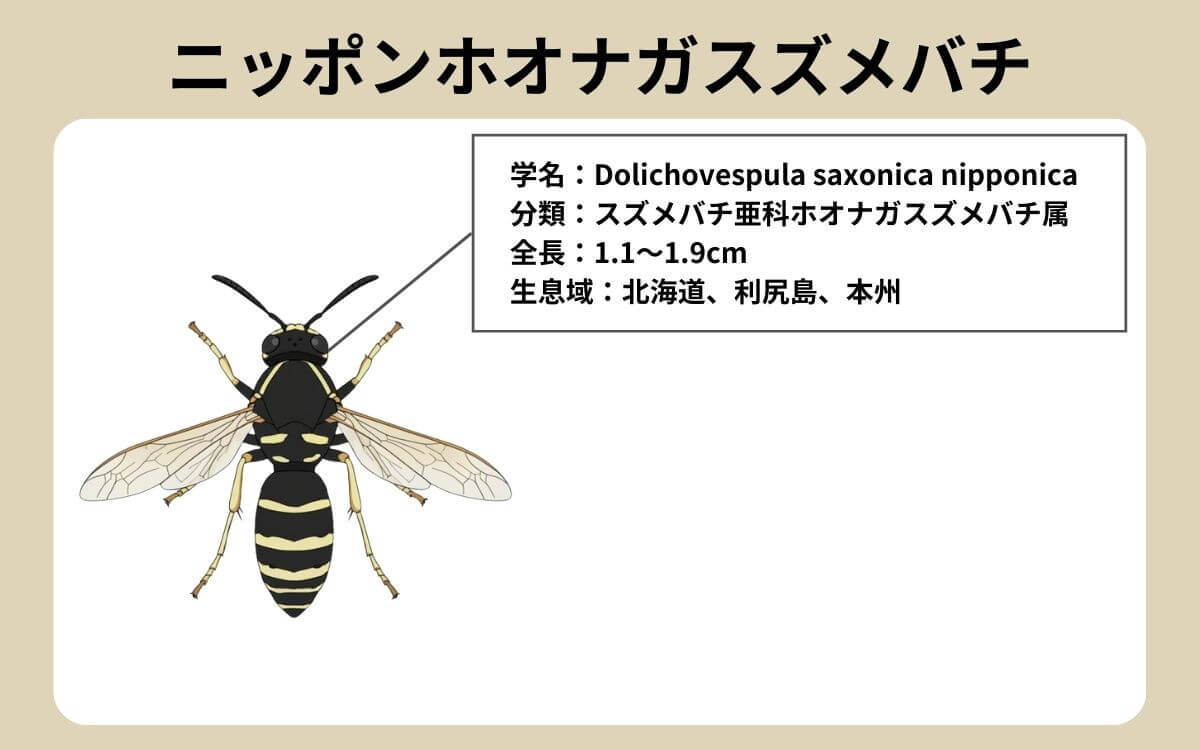 ニッポンホオナガスズメバチってどんなハチ？