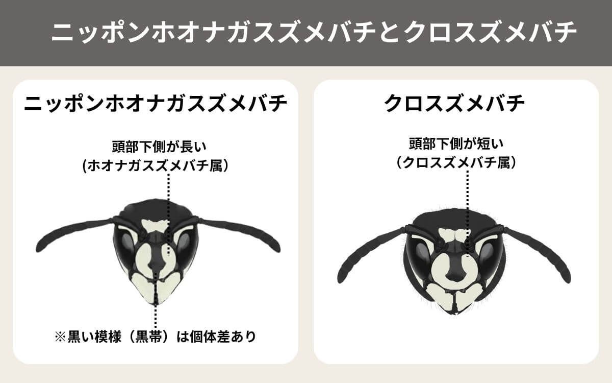 ニッポンホオナガスズメバチとクロスズメバチの見分け方