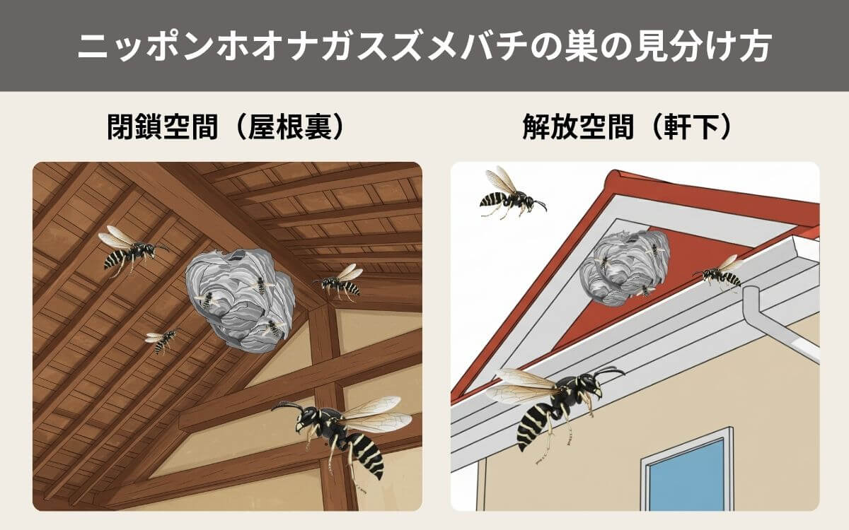 ニッポンホオナガスズメバチの巣の見分け方