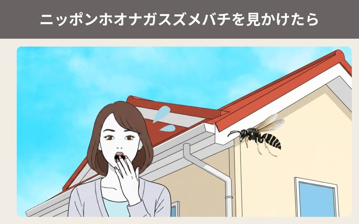 ニッポンホオナガスズメバチを見かけたら