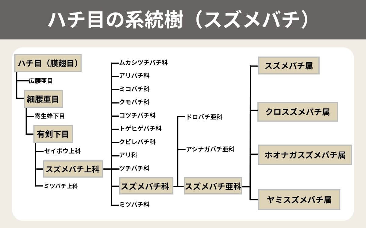 ハチ目の系統樹（スズメバチ）