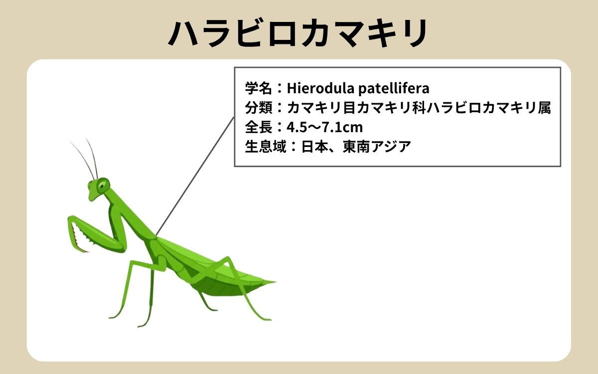 ハラビロカマキリ
