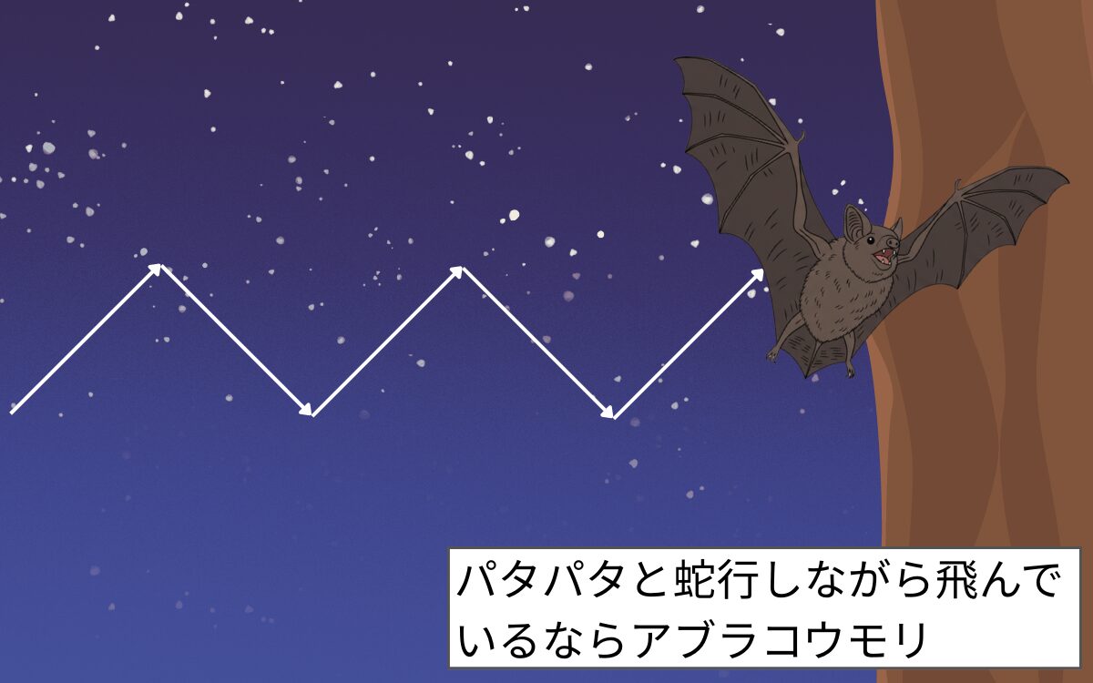パタパタと不規則に飛んでいるならアブラコウモリ