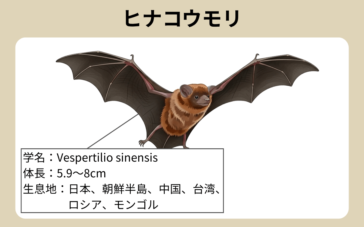 ヒナコウモリ