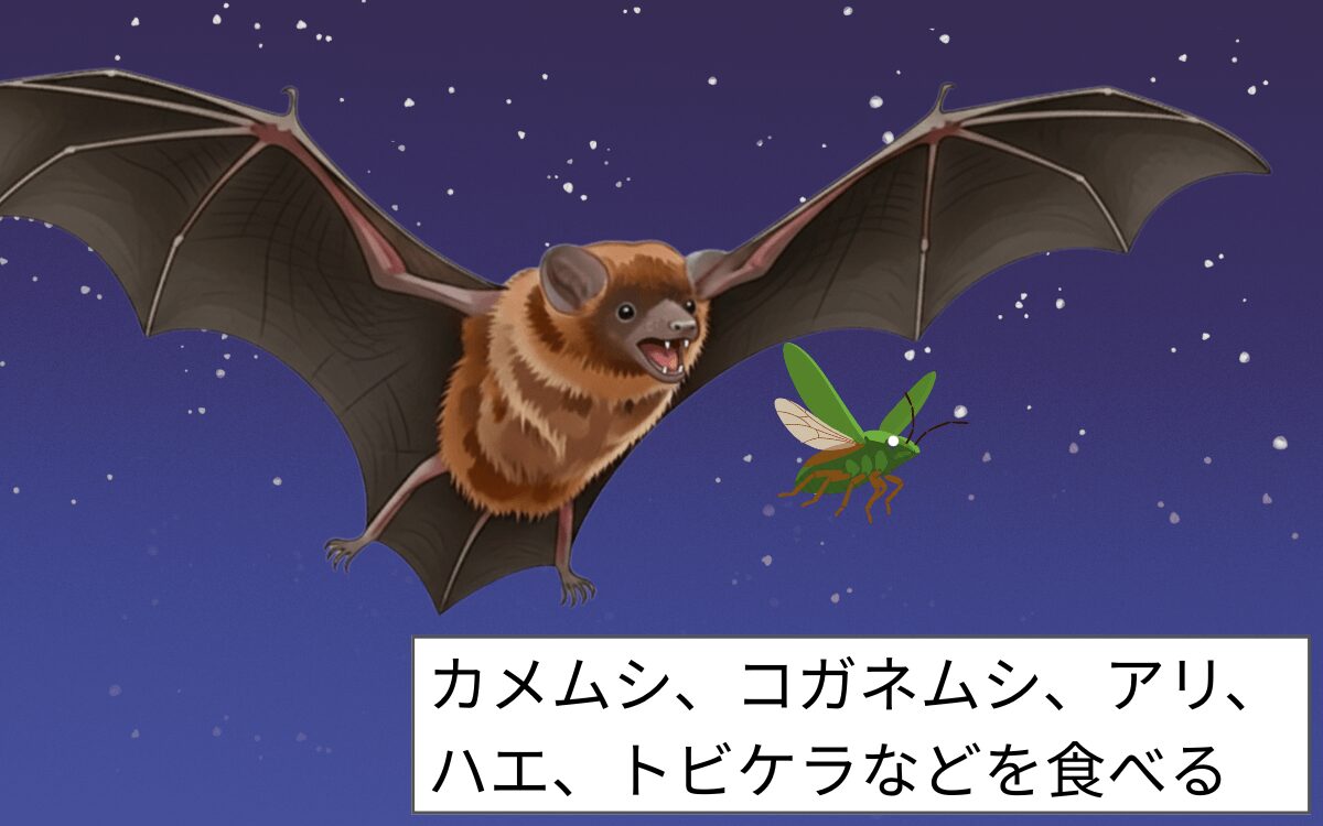 ヒナコウモリのエサ