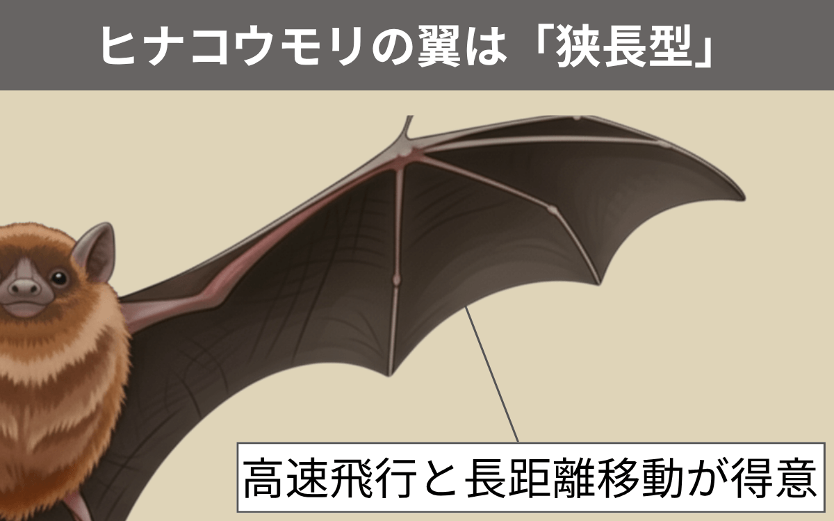 ヒナコウモリの翼