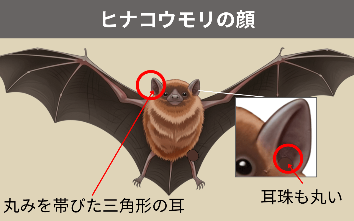 ヒナコウモリの顔
