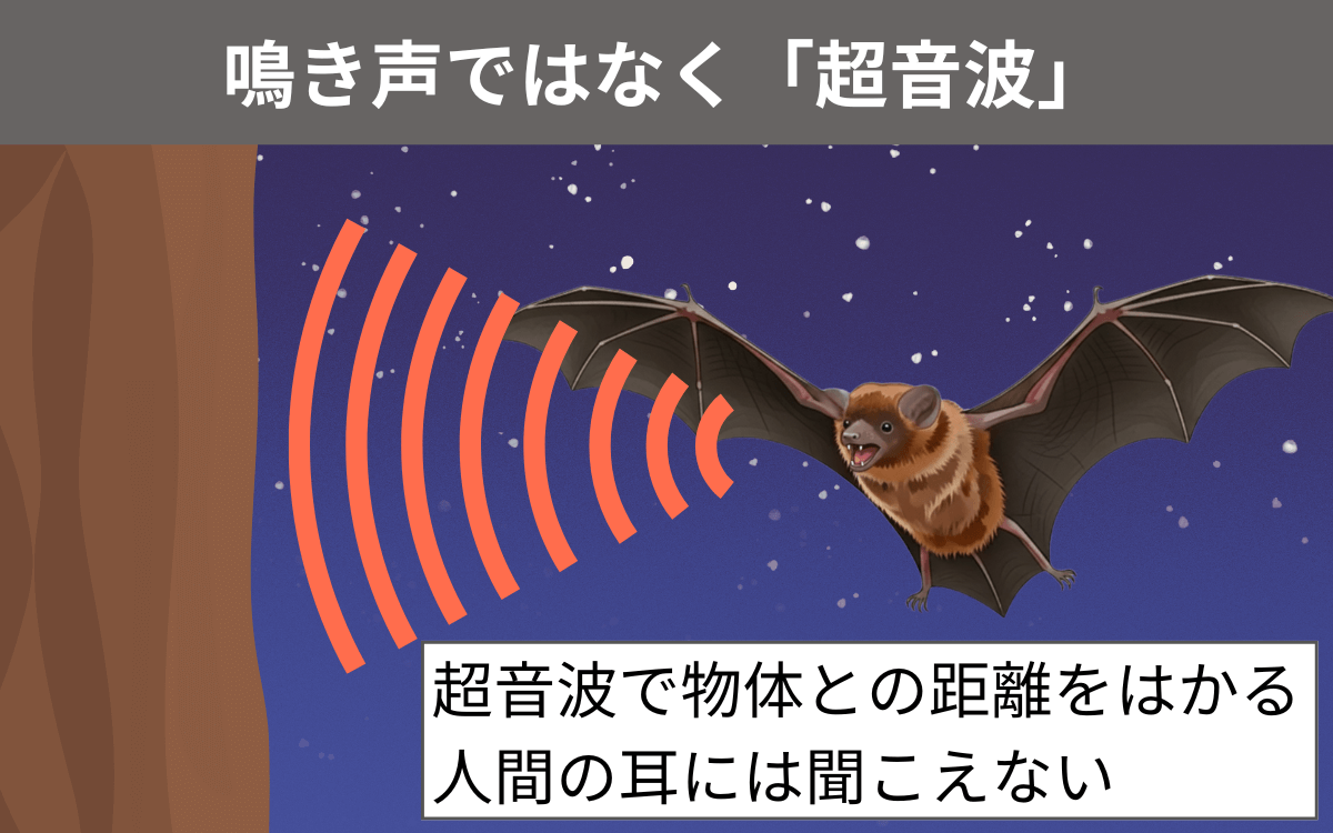 ヒナコウモリの鳴き声