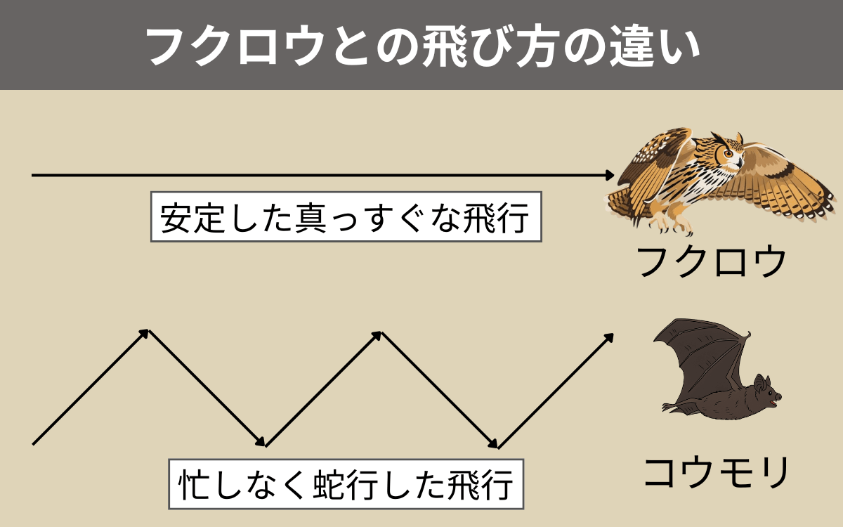 フクロウとの飛び方の違い