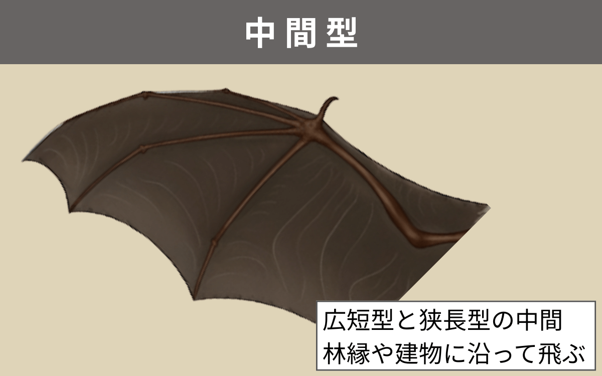 中間型