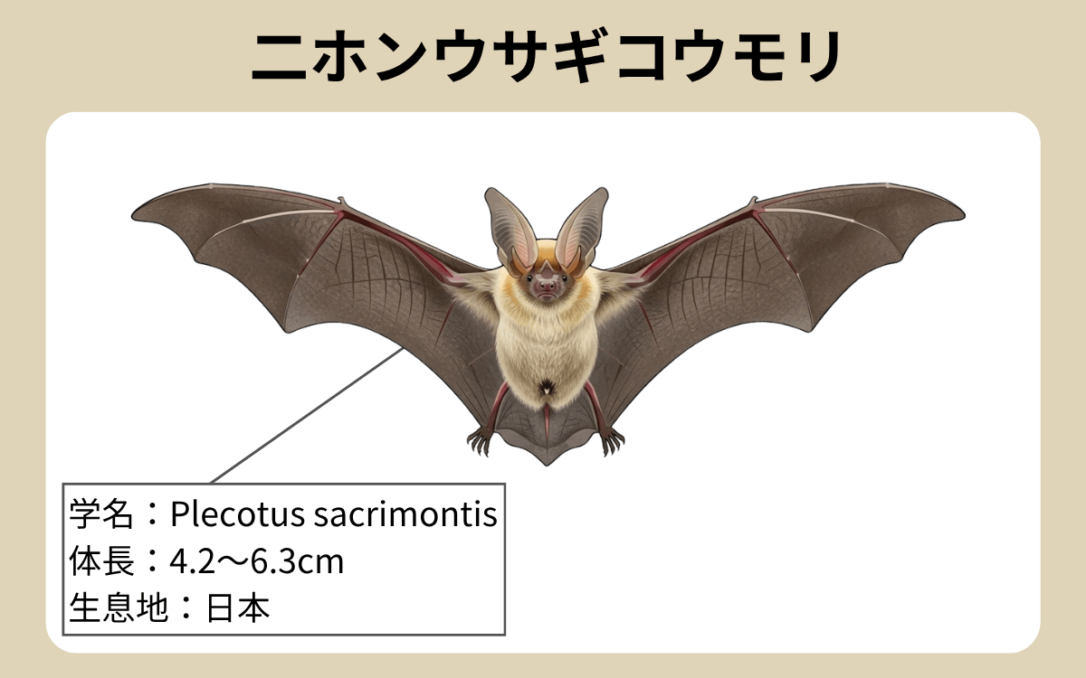 二ホンウサギコウモリ