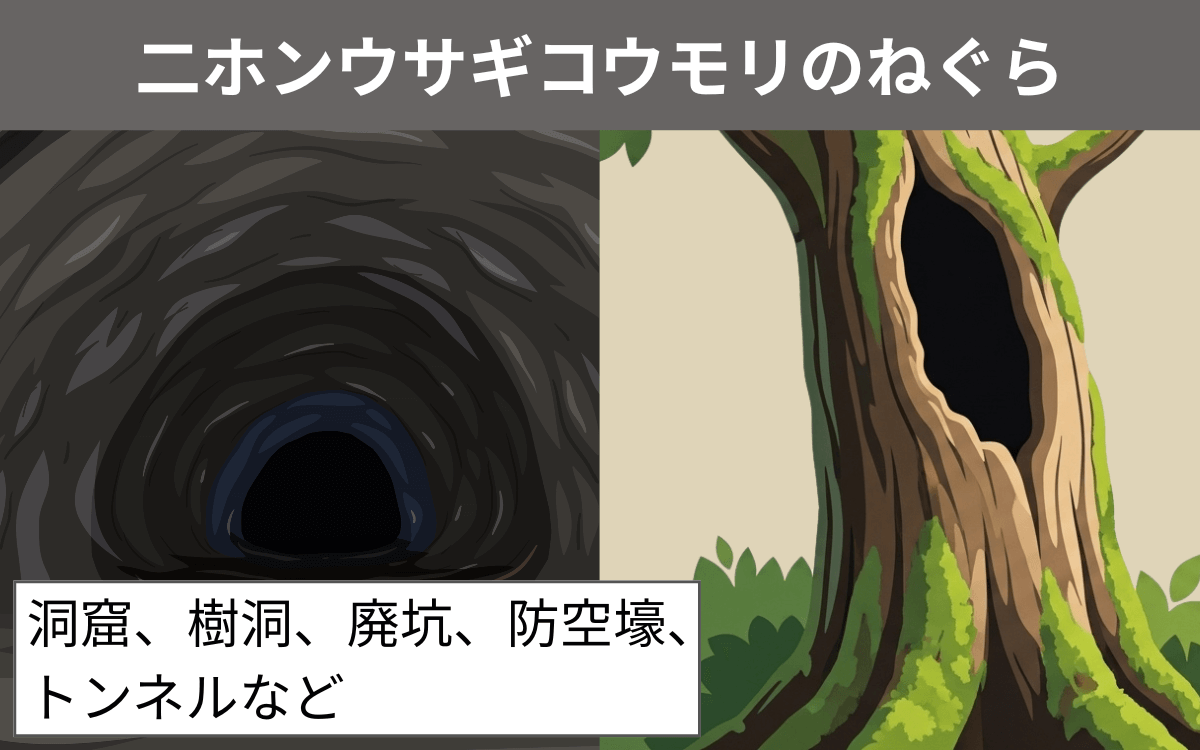 二ホンウサギコウモリのねぐら