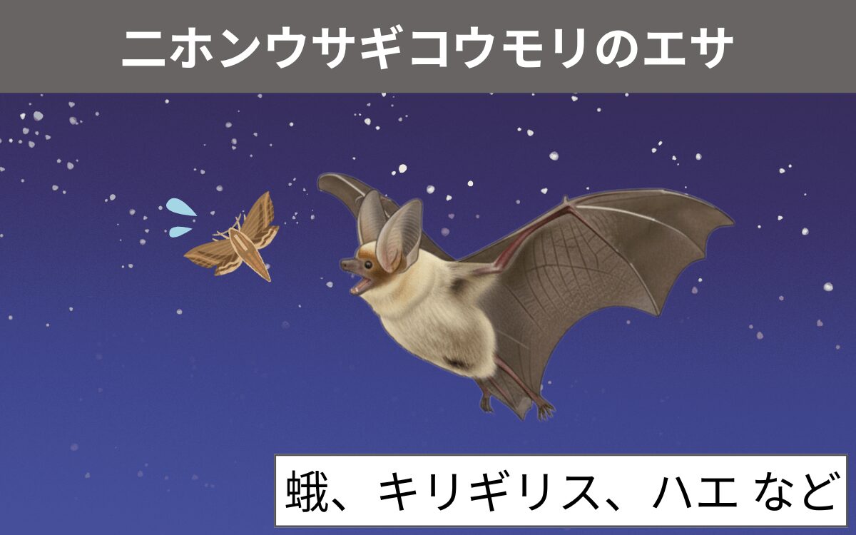 二ホンウサギコウモリのエサ