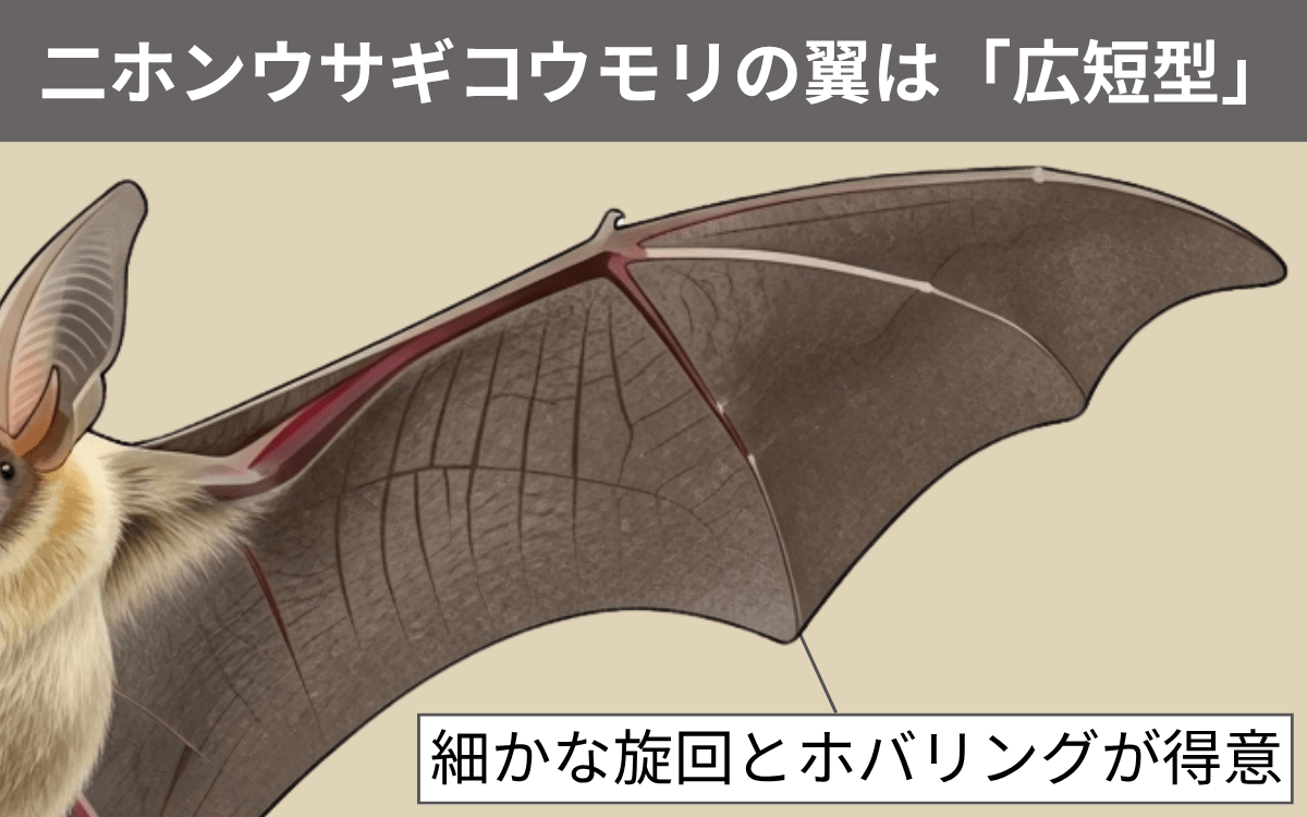 二ホンウサギコウモリの翼は「広短型」