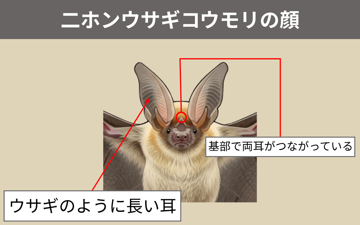 二ホンウサギコウモリの顔