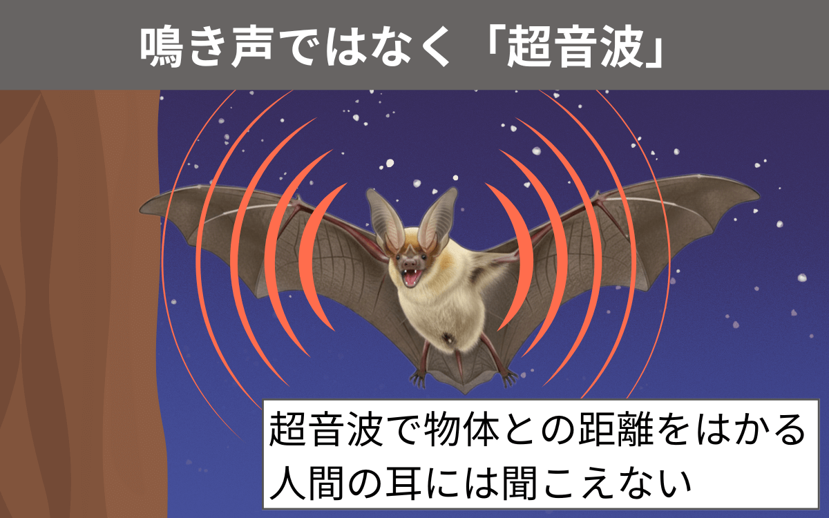 二ホンウサギコウモリの鳴き声