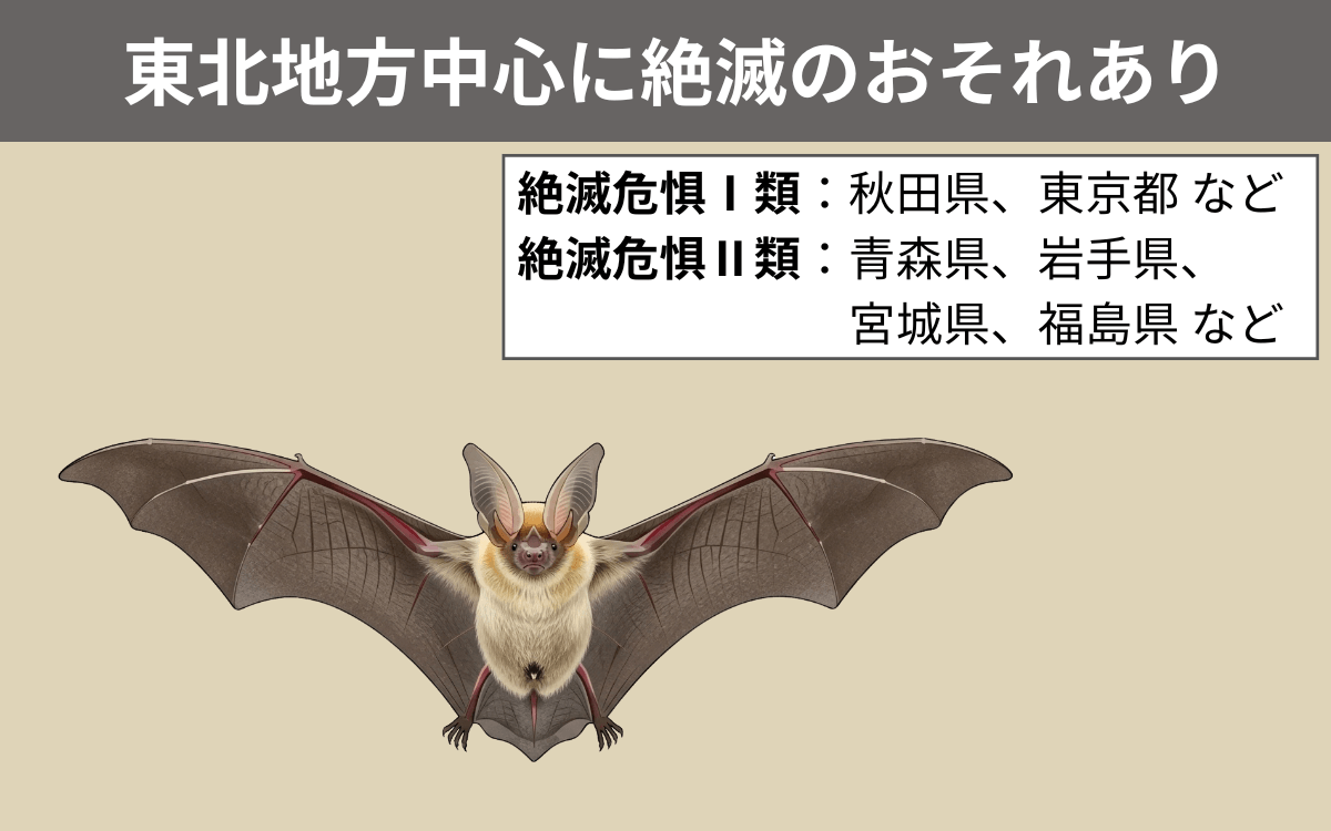二ホンウサギコウモリは一部地域で絶滅のおそれがある