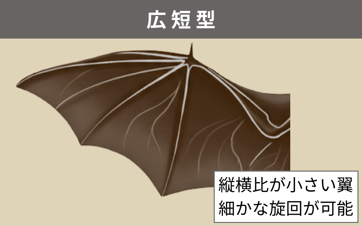 広短型