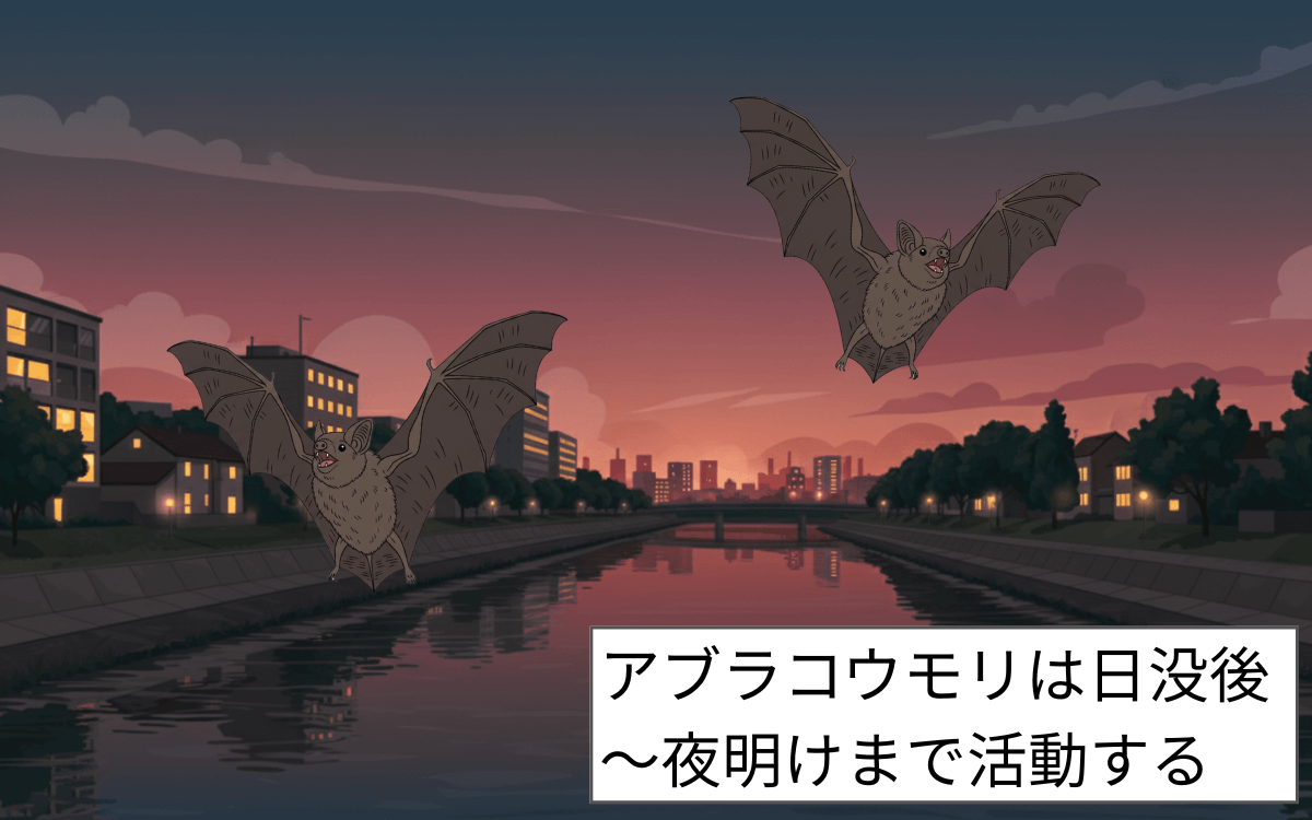 日没後20～30分後に現れたらアブラコウモリ