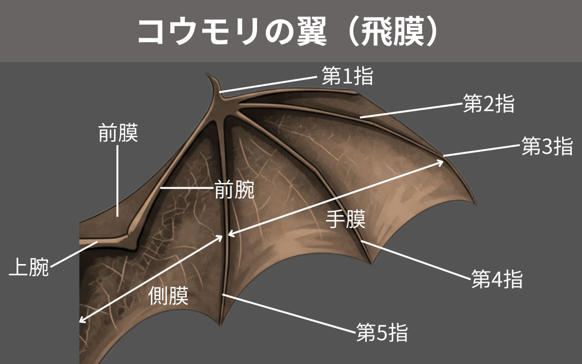 翼の構造