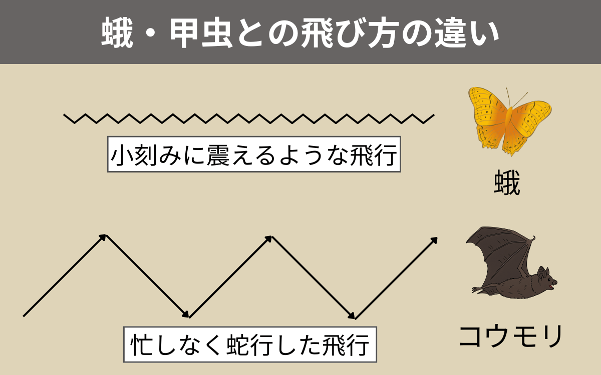 蛾・甲虫との飛び方の違い