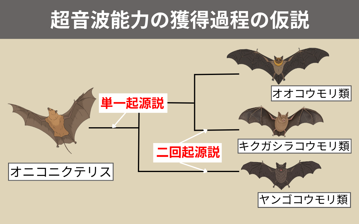超音波能力の獲得過程の仮説