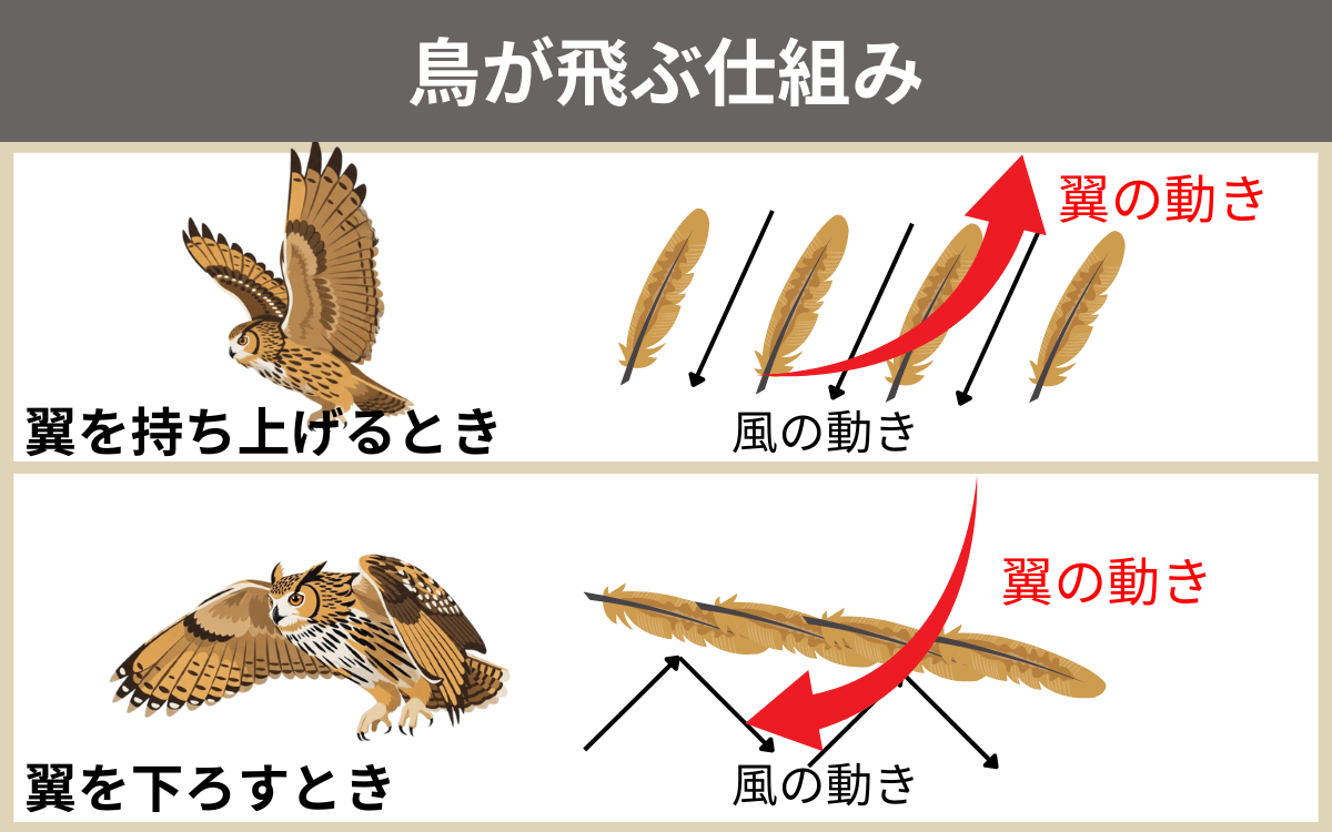 鳥が飛ぶ仕組み