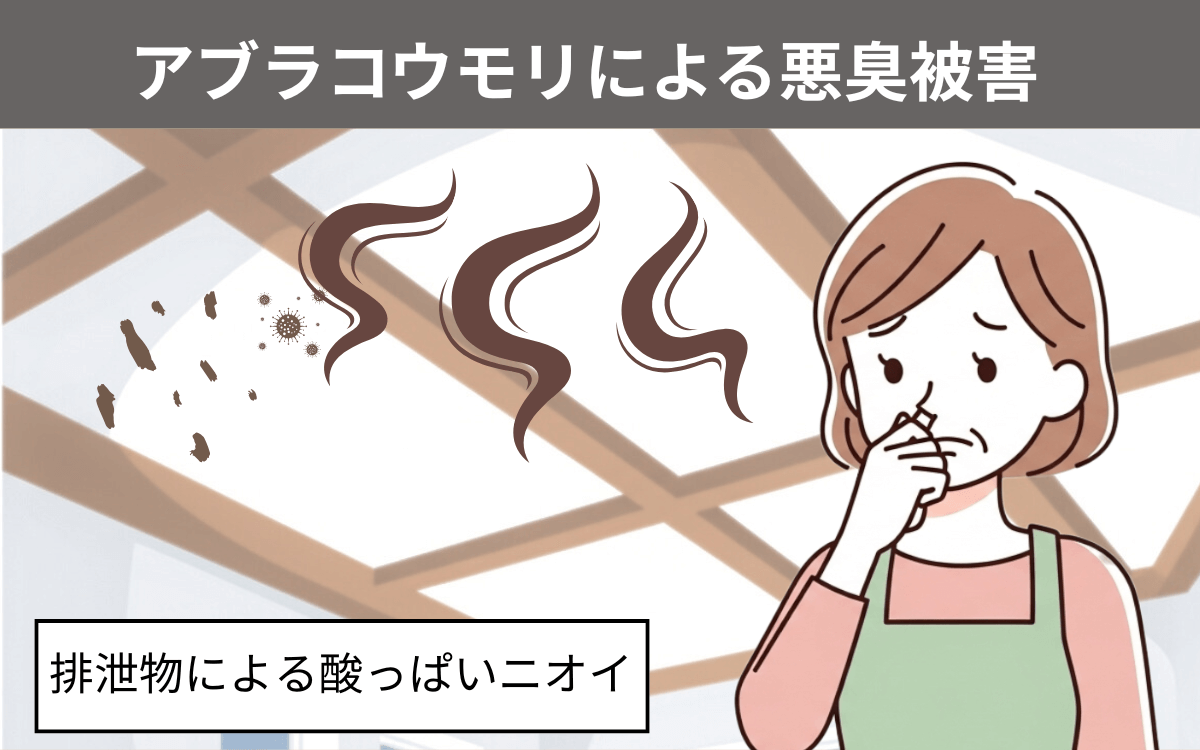 アブラコウモリの悪臭被害