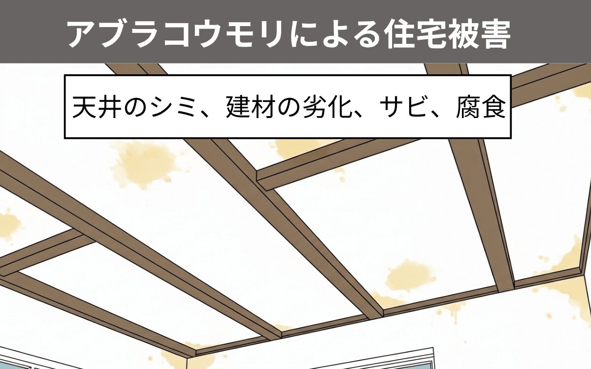 アブラコウモリの住宅被害